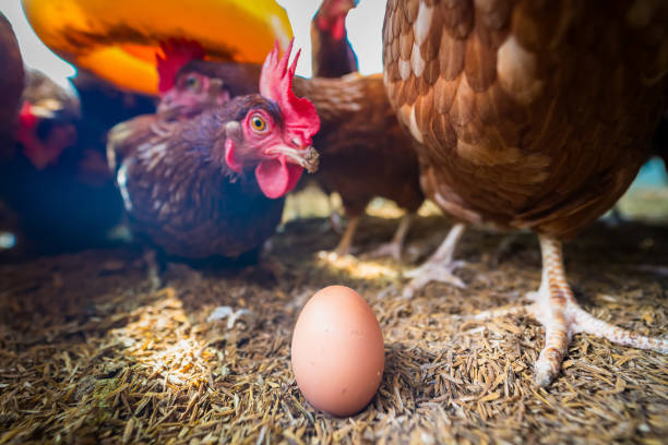 Farm Fresh Eggs
