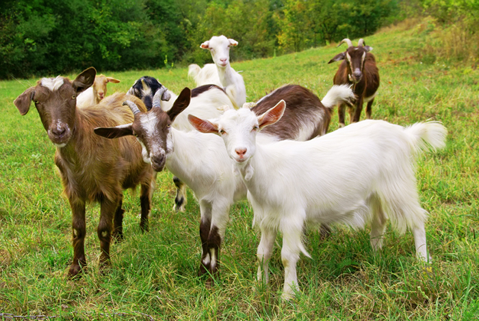 Goat Farming