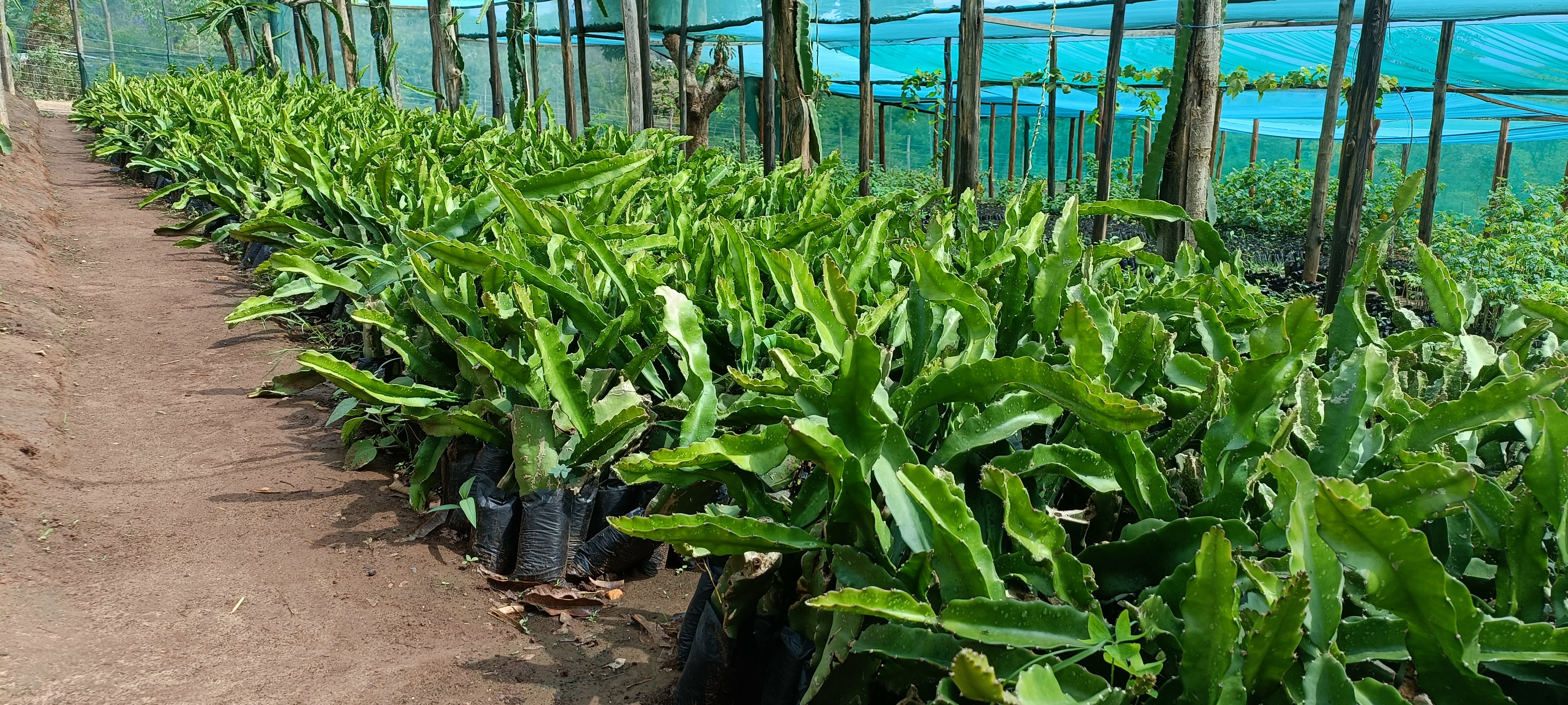 Dragon Fruit Seedlings